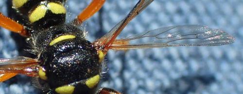 Cerceris ruficornis